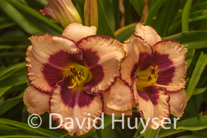 day lilies