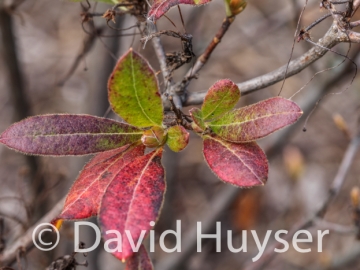 deciduous azalea – fall