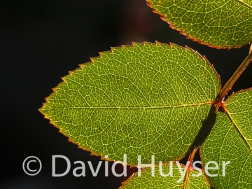 rose leaf
