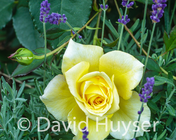 roses and lavender