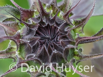 eggplant fuzzy