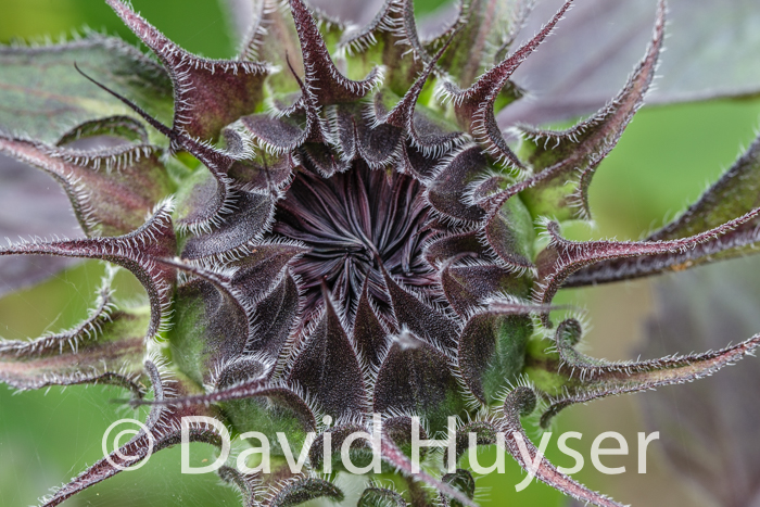 eggplant fuzzy