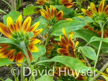 facing forward – mostly