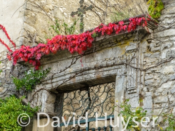 fall colors – red vine
