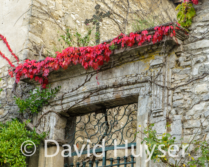 fall colors – red vine