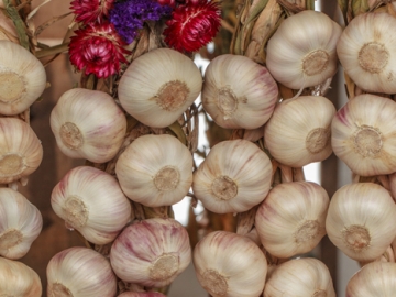 garlic braids