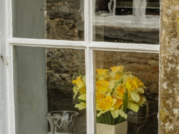 pitcher, daffodils