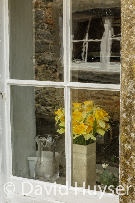pitcher, daffodils