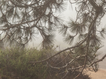 the bench under that great tree