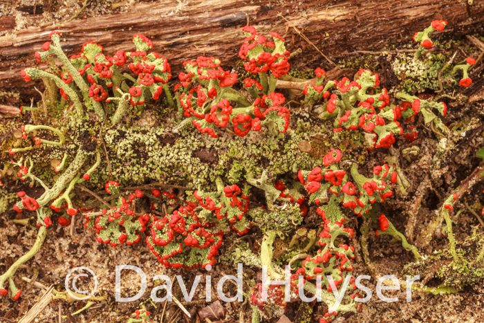 British soldiers III