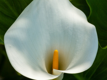 calla lily