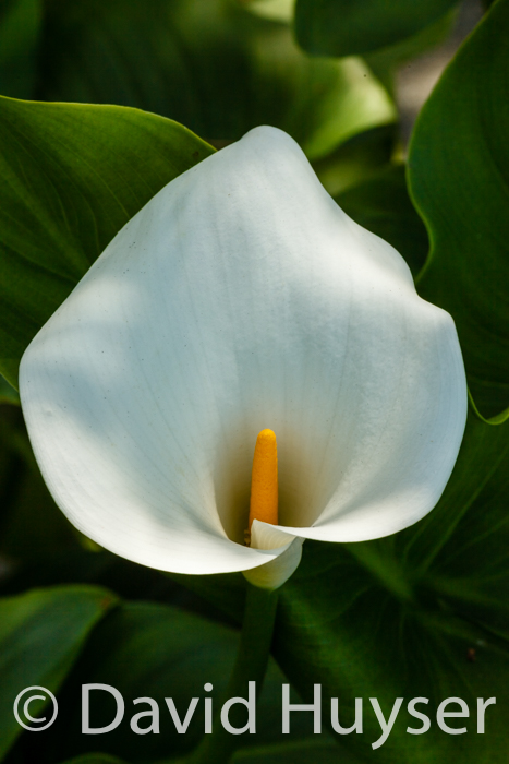 calla lily