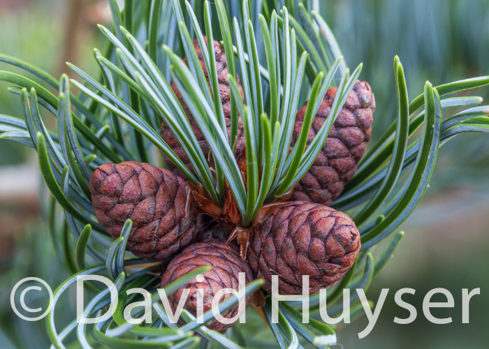 Japanese white pine