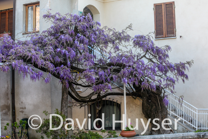 purple awning