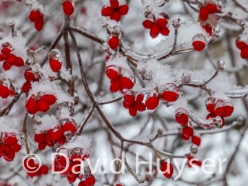 Silver Bells