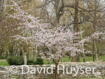 Spring, Margaret Island