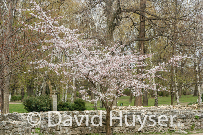 Spring, Margaret Island