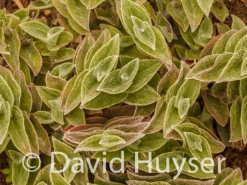 alternate fuzzy – furry leaves