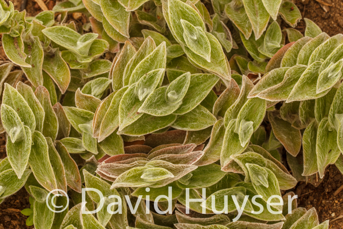 alternate fuzzy – furry leaves