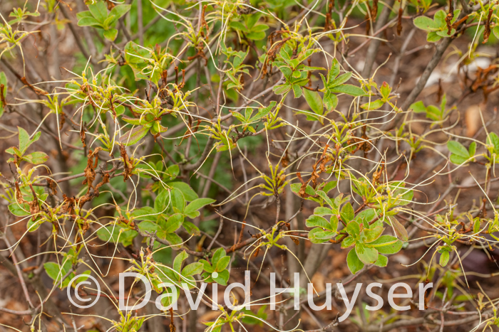 azalea swords