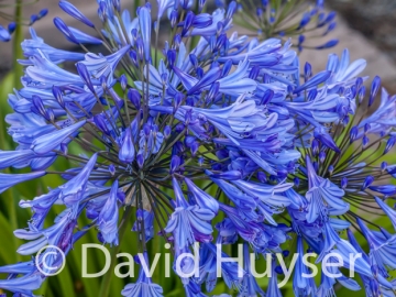 blue trumpets