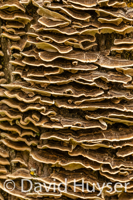 bracket fungi