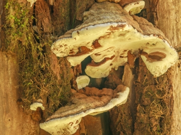 bracket fungi too