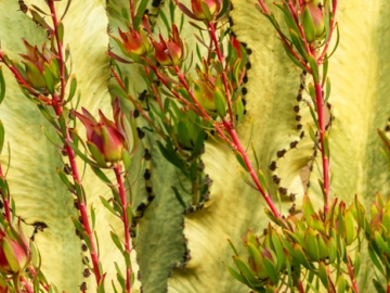 ‘red bud’ and cactus