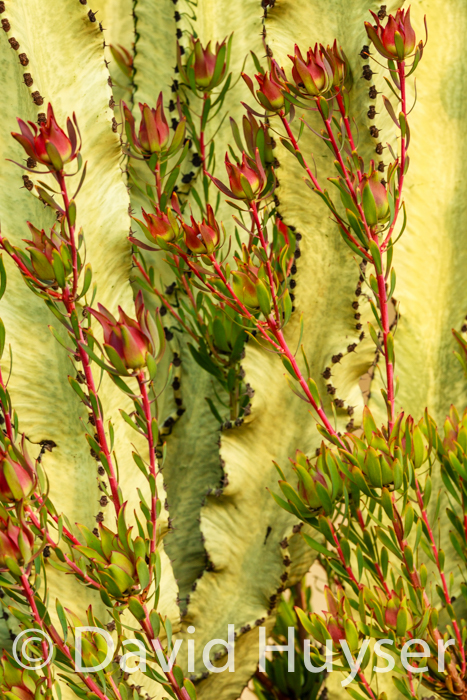 ‘red bud’ and cactus