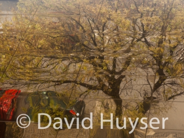 dancing willow