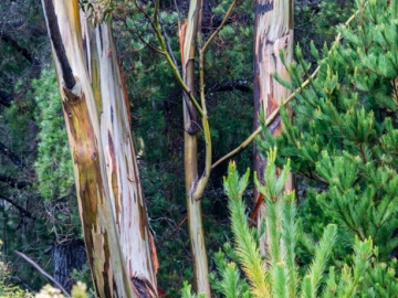 eucalyptus?