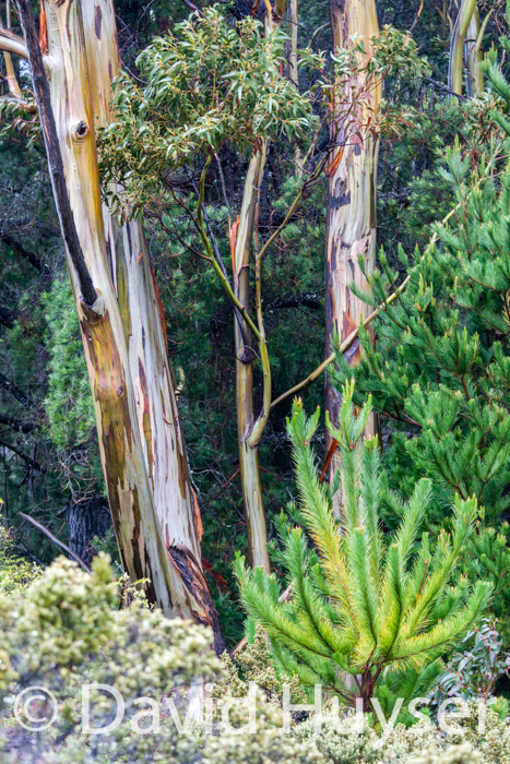 eucalyptus?