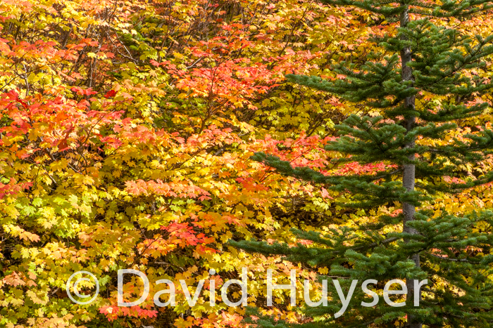 fall colors – Cascades