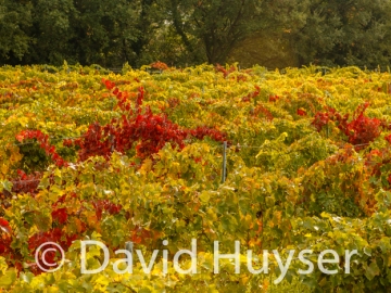 fall colors – field mix, Provence