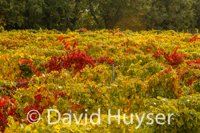 fall colors – field mix, Provence