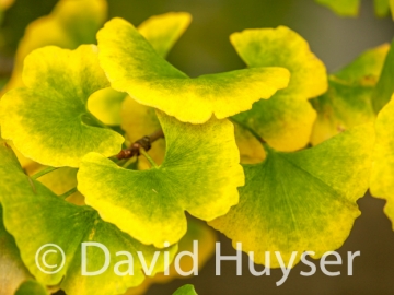 ginkgo – fall