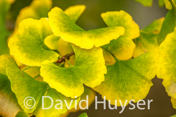 ginkgo – fall