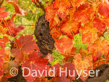 fall colors – gnarly vine