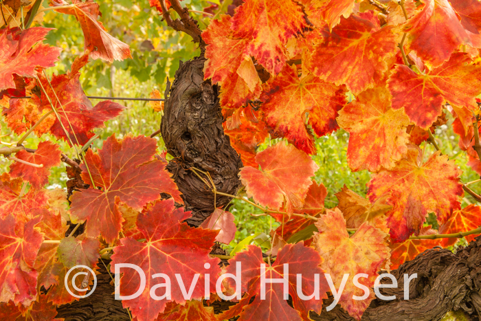 fall colors – gnarly vine