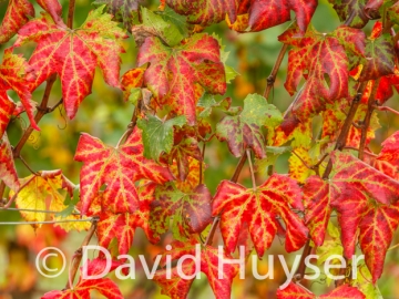 fall colors – unknown varietal