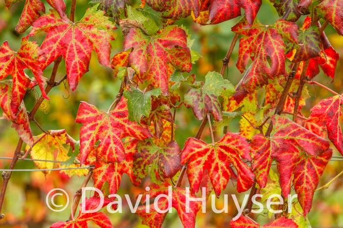fall colors – unknown varietal