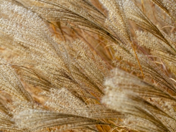 going to seed