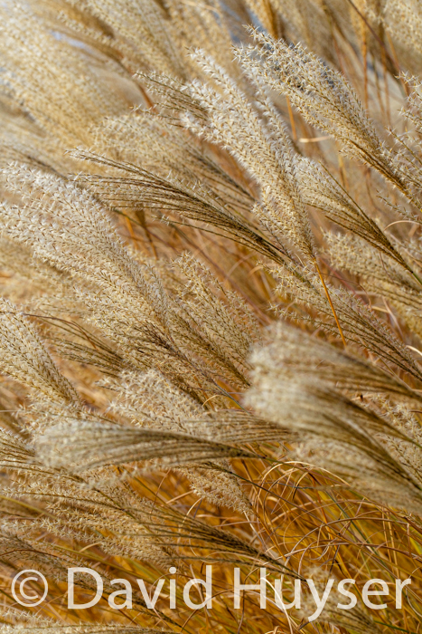 going to seed