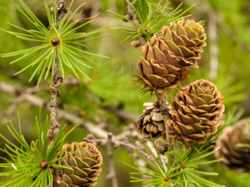 larch
