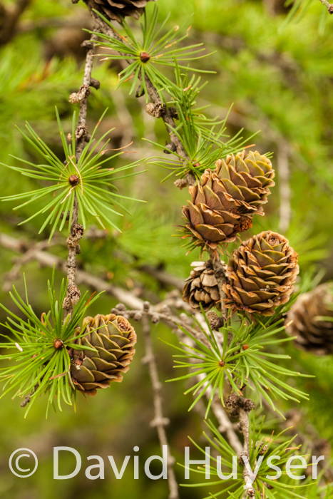 larch