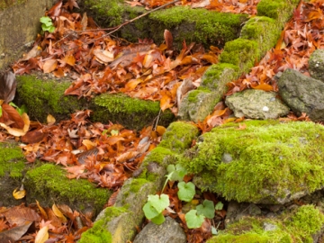 leaf covered mossy steps