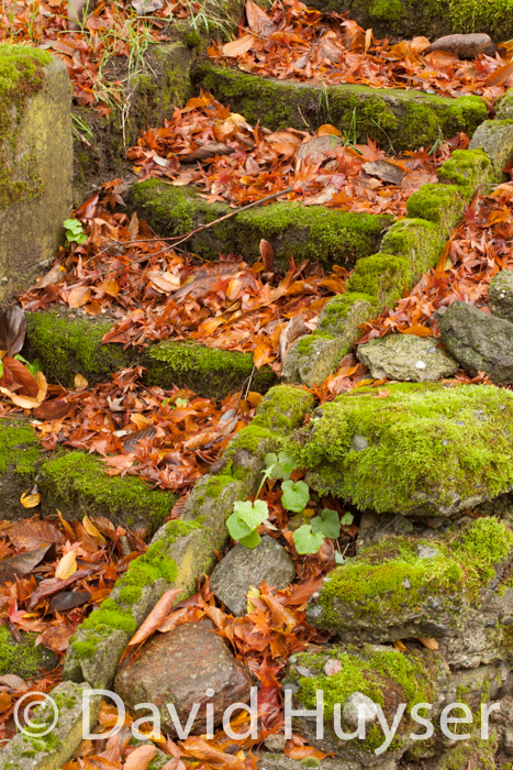 leaf covered mossy steps