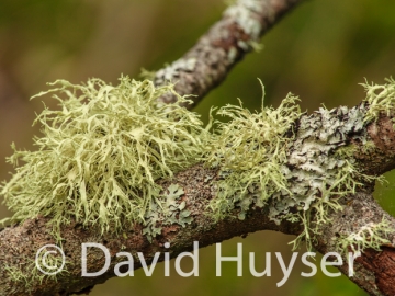 lichen lettuce