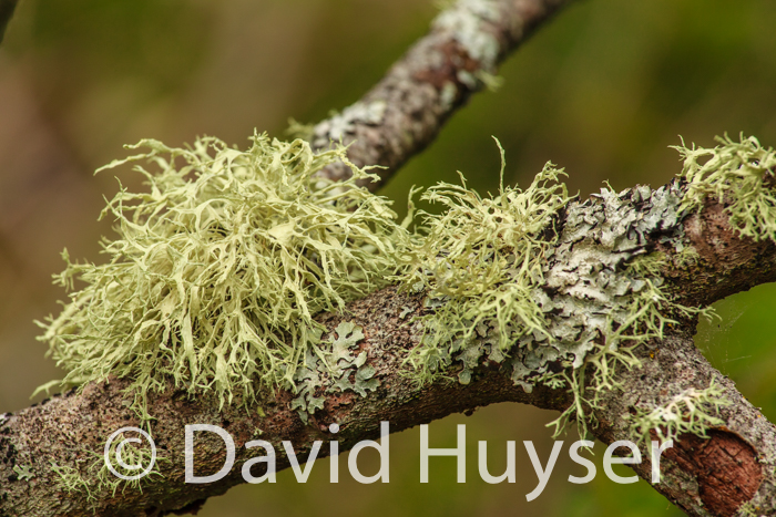 lichen lettuce