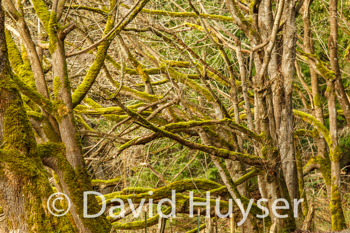 mossy trees